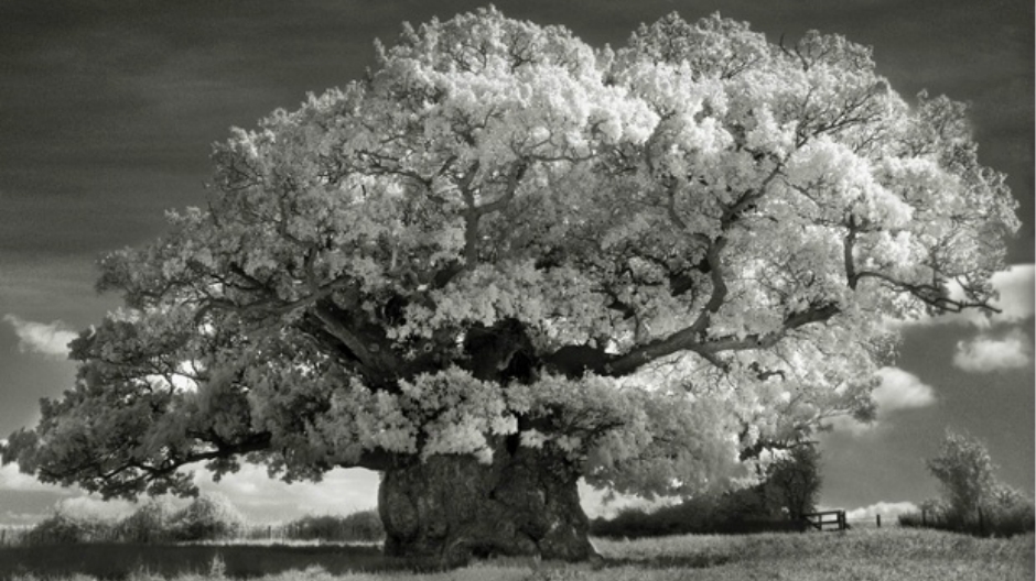Beth Moon
