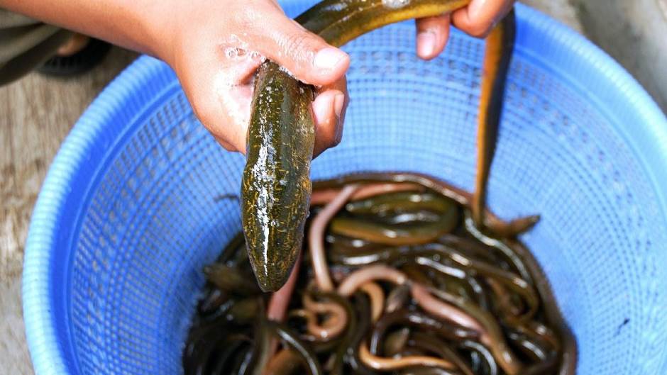 eel-563946_1280