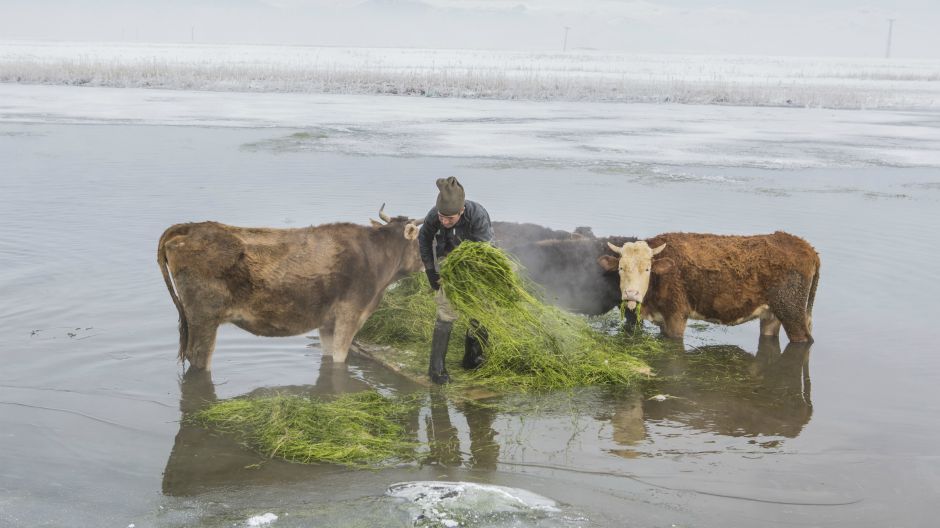 farmeri vade hranu iz jezera5