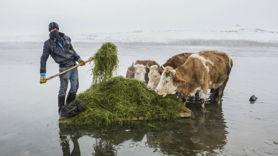farmeri vade hranu iz jezera6