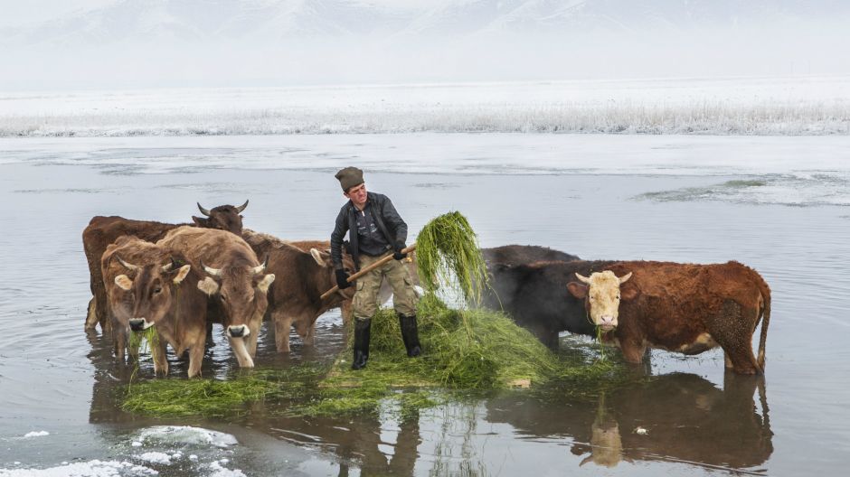 farmeri vade hranu iz jezera7