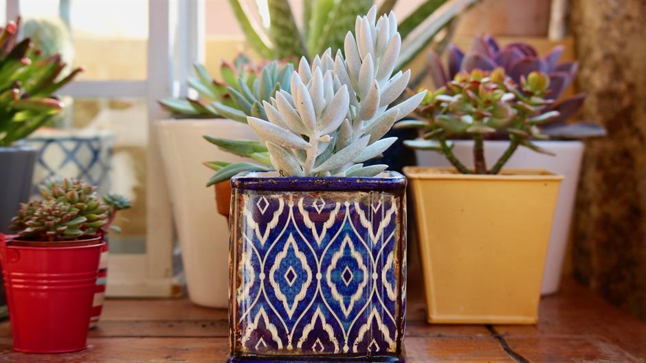 fat-plants-2734948_1920