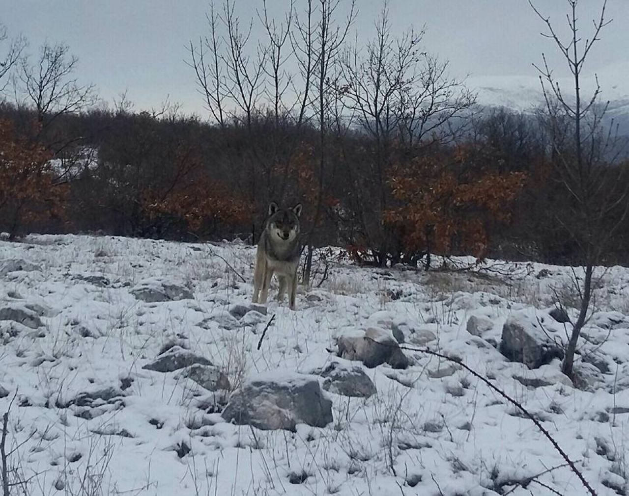 fe7640fa7d5f3a6ffdf08e7a306fb3eb_XL