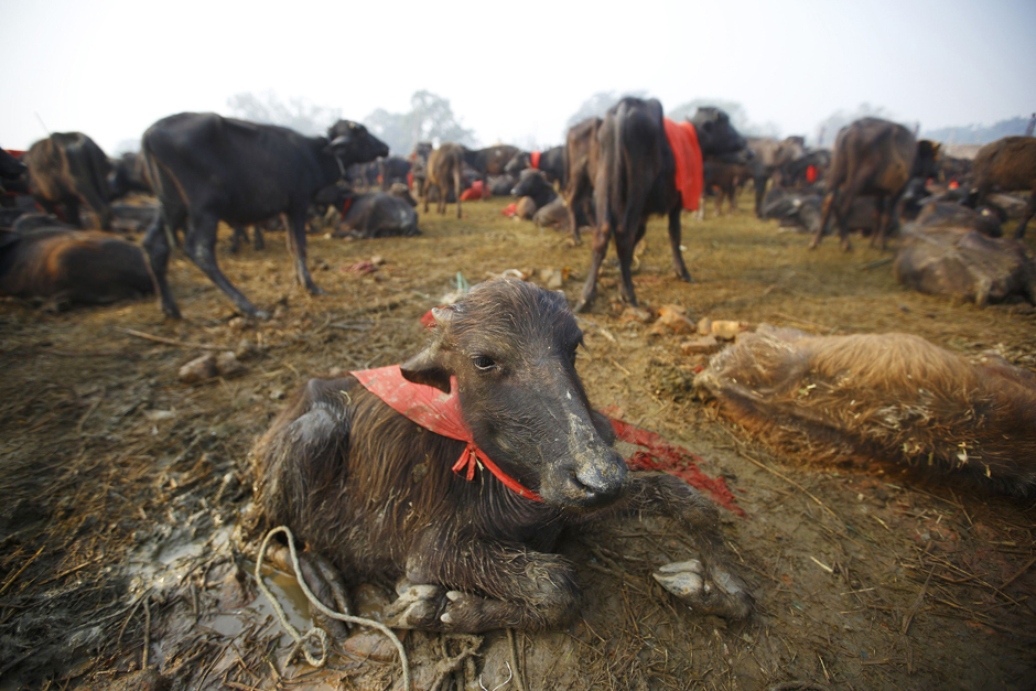 REUTERS/Navesh Chitrakar