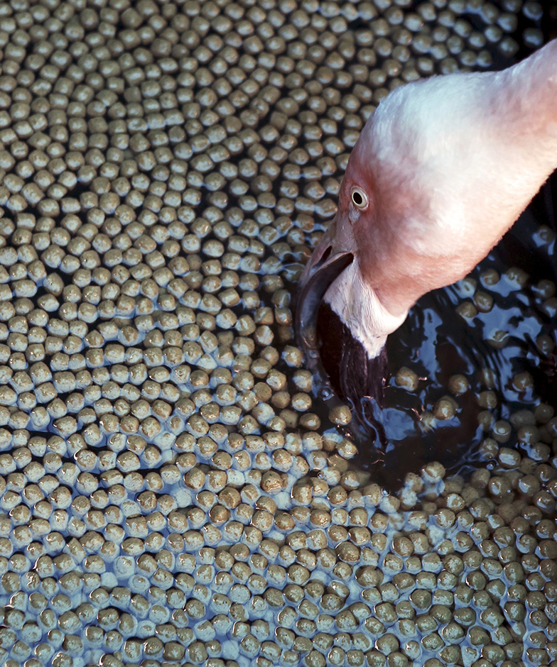 REUTERS/Paulo Whitaker