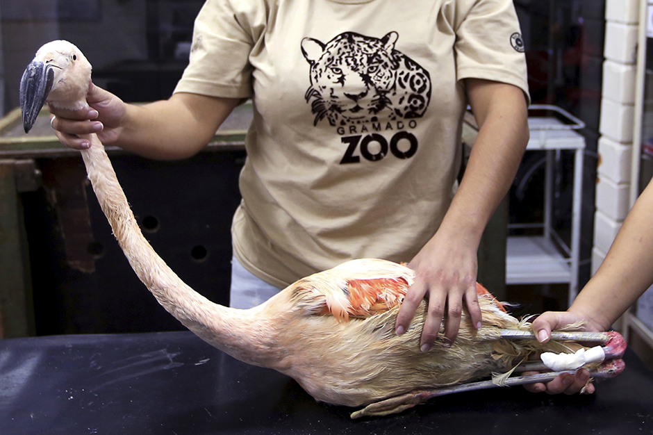 REUTERS/Paulo Whitaker