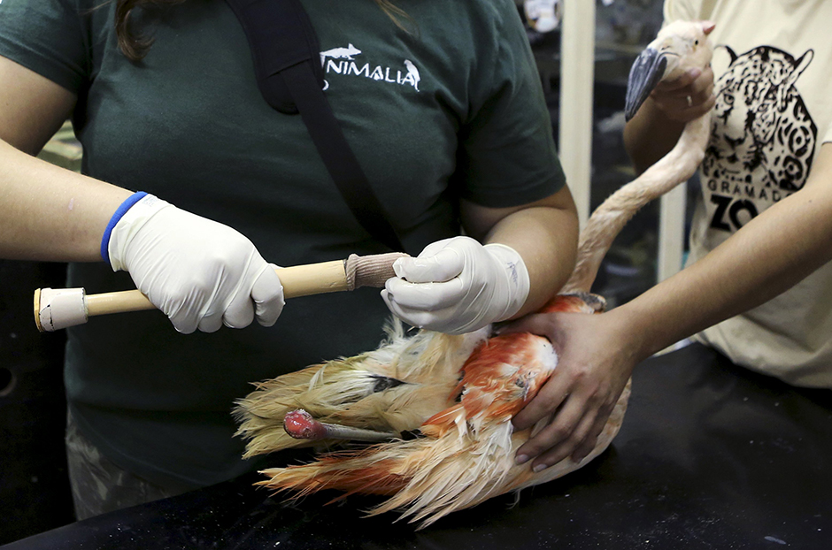 REUTERS/Paulo Whitaker