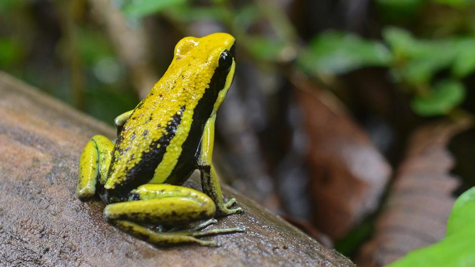 Flickr_-_ggallice_-_Pleasing_poison_frog