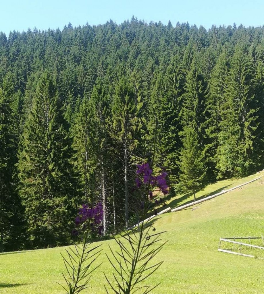 Fena/Bisera Džidić