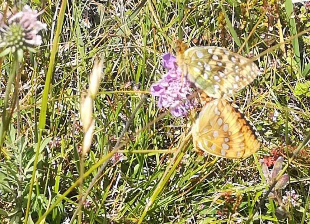 Fena/Bisera Džidić