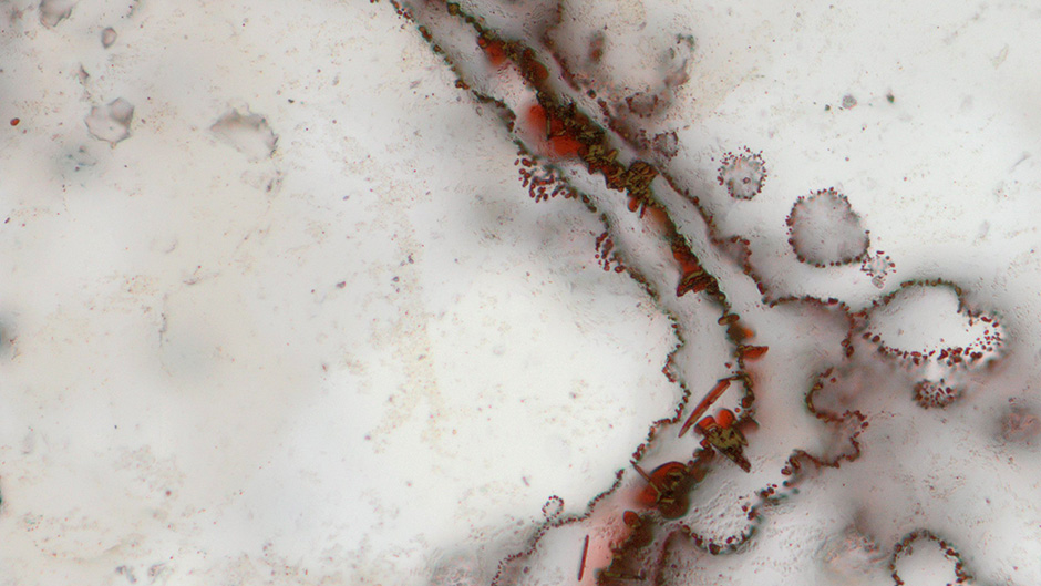 fosili foto REUTERS-Matthew DoddUniversity College London (2)