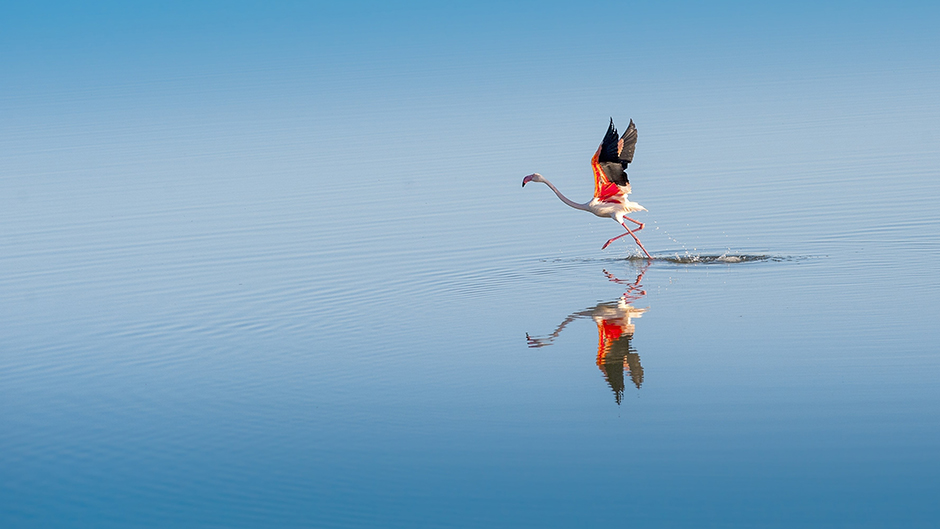 ANADOLIJA/Orhan Akkanat