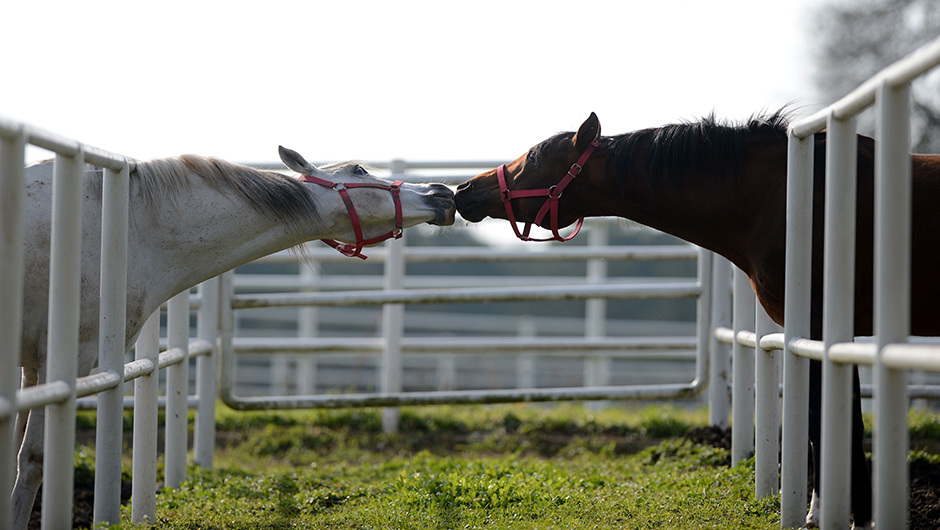 ANADOLIJA/Ali Atmaca