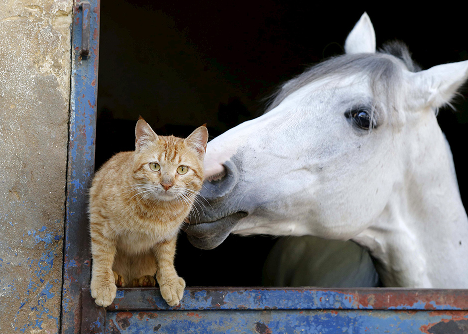 REUTERS/Mohamed Azakir