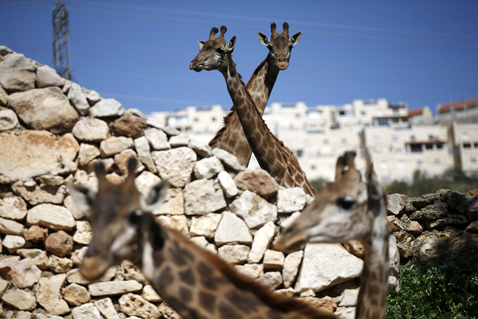 REUTERS/Ronen Zvulun