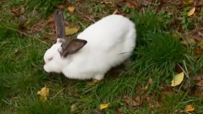 GIANT RABBIT