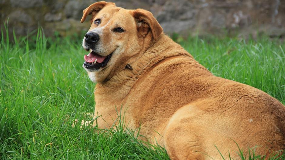 golden-retriever-1809044_1920