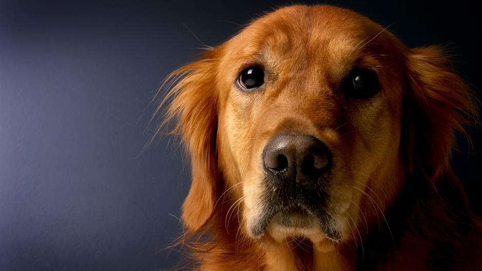 golden-retriever-620159_1280