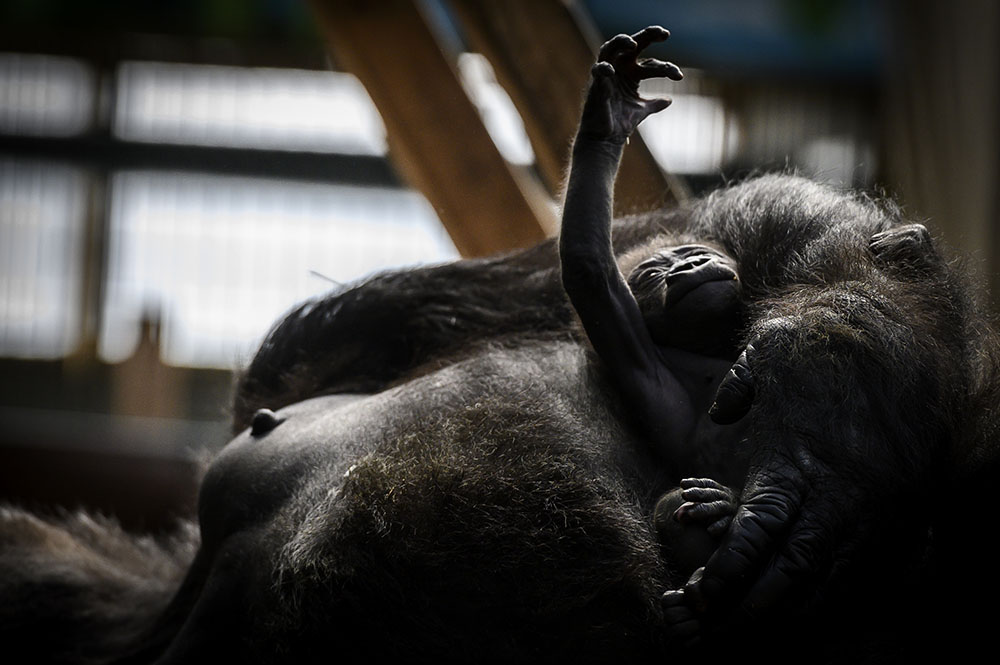AFP/JEAN-PHILIPPE KSIAZEK