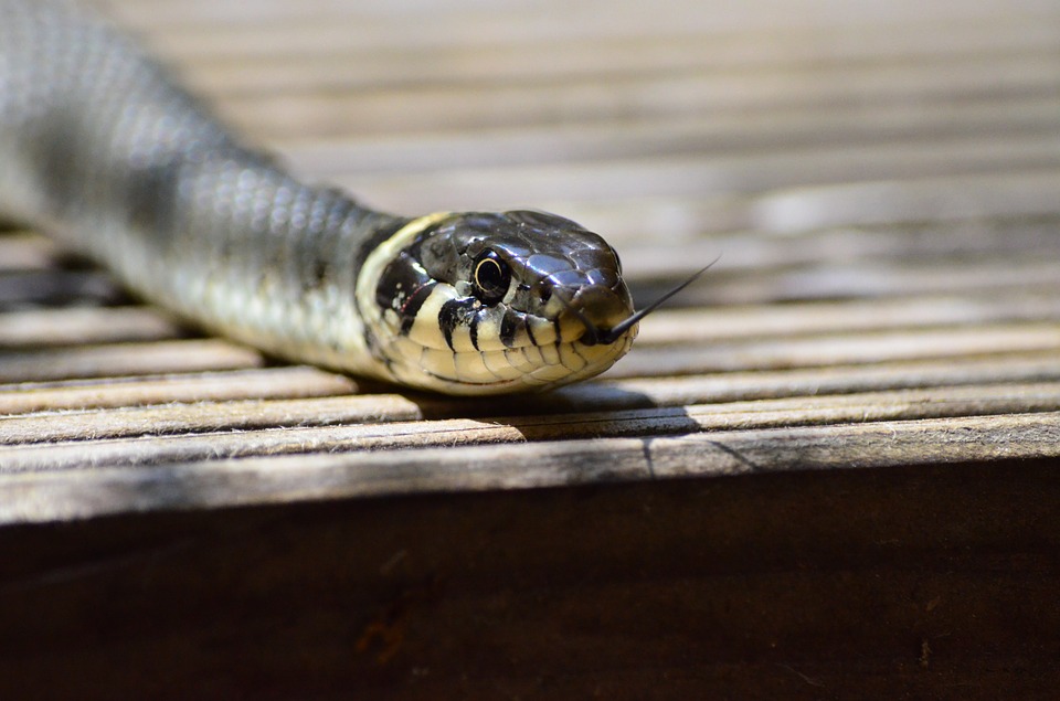 grass-snake-379025_960_720