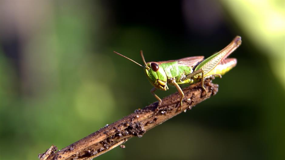 grasshopper-1558654_1920