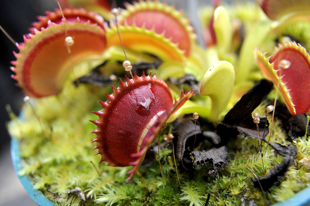 AFP/Guillermo Legaria