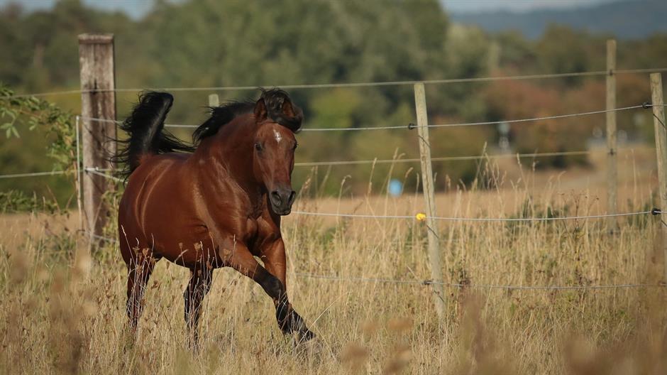 horse-865707_1920