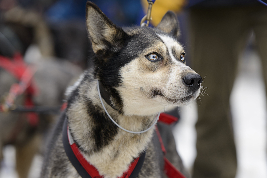 Iditarod (3)
