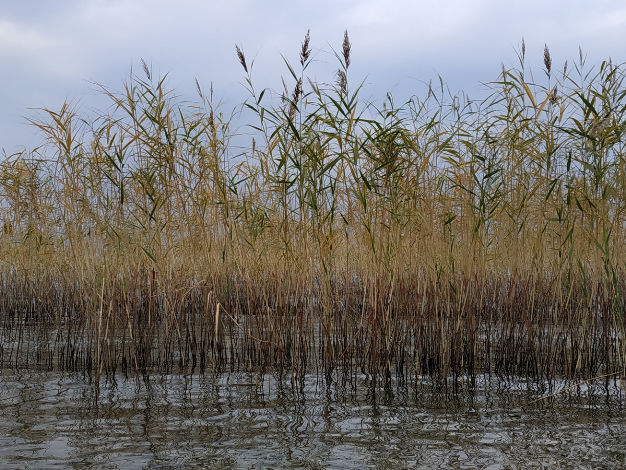 N1/ Jelena Petrović