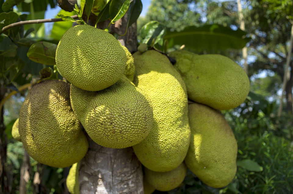 jackfruit-2108869_960_720