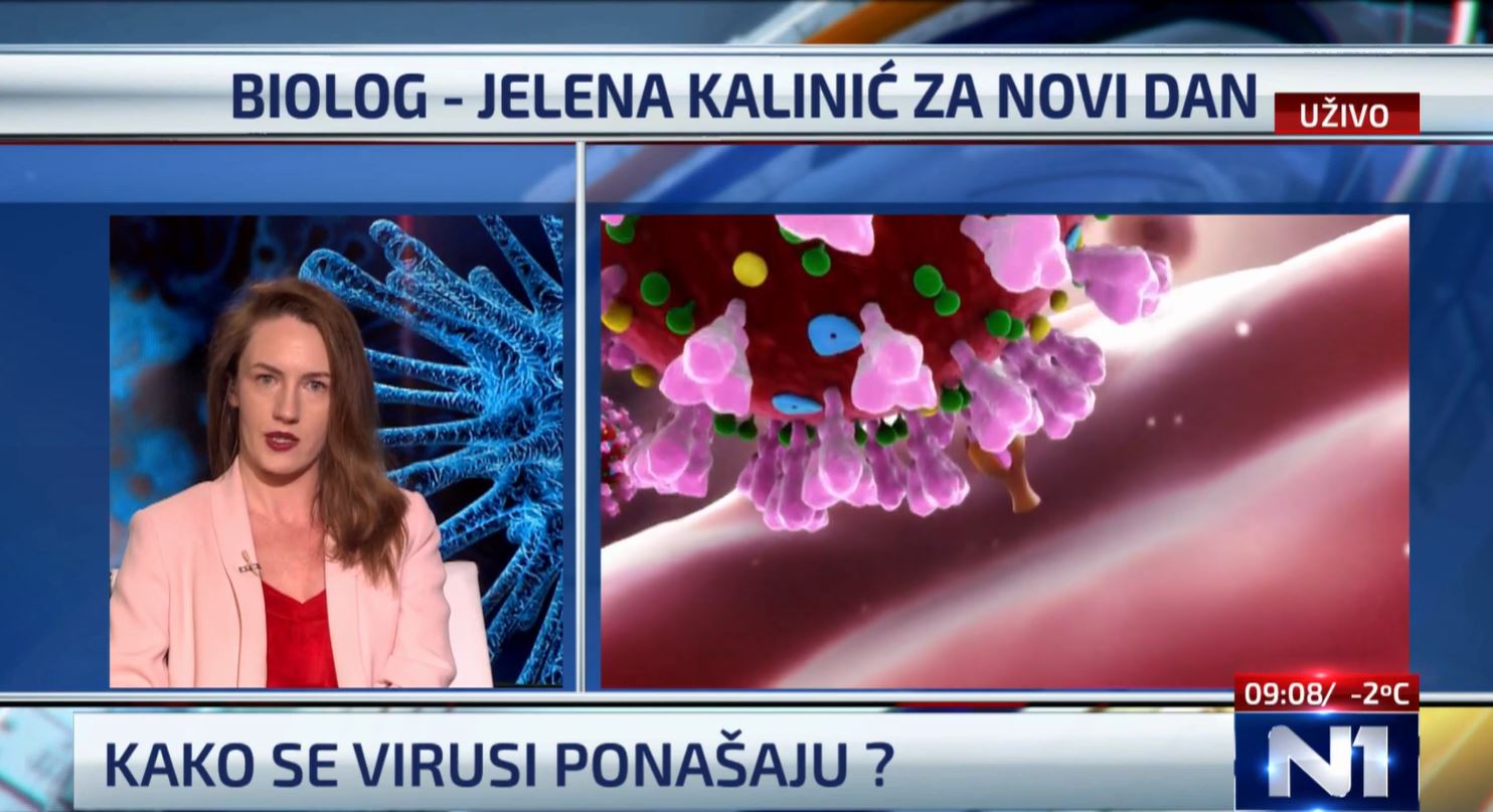 jelenas