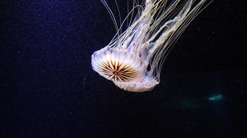 jellyfish-832705-1920-46846.jpeg