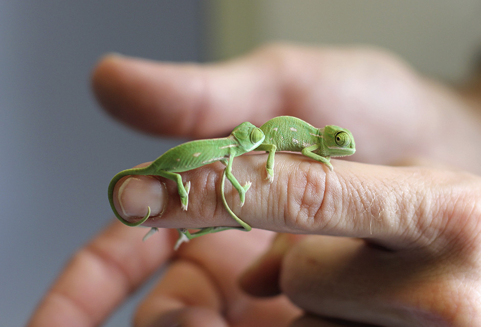 kameleon (2)