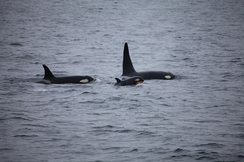 killer-whales-3933326_960_720