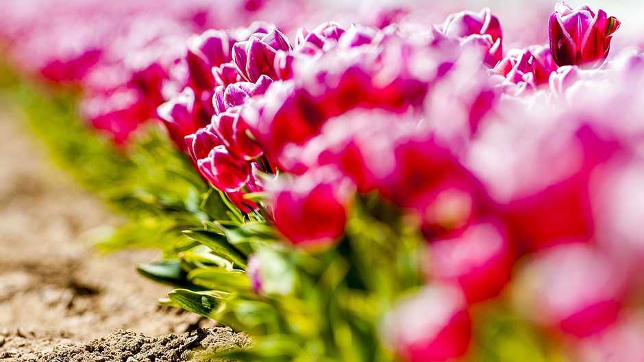 ANADOLIJA/Orhan Akkanat