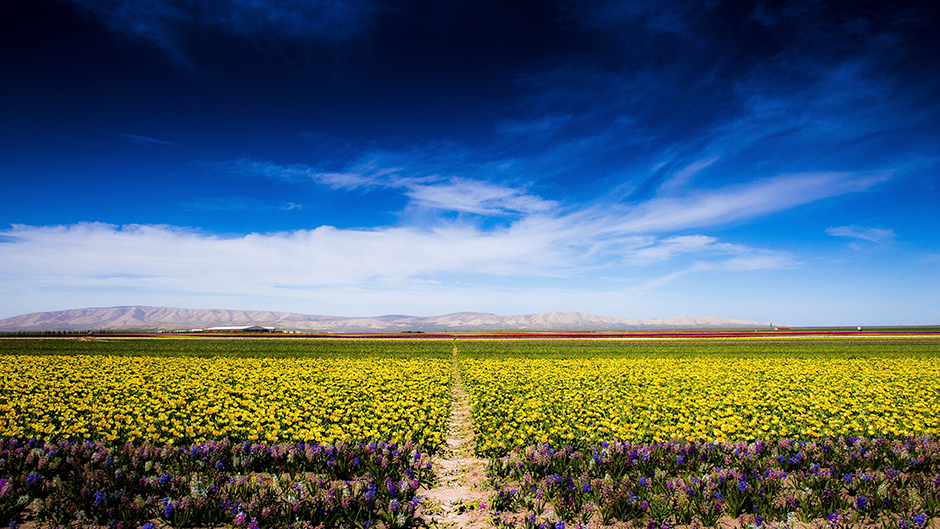 ANADOLIJA/Orhan Akkanat