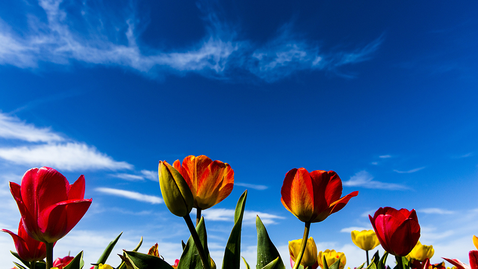 ANADOLIJA/Orhan Akkanat