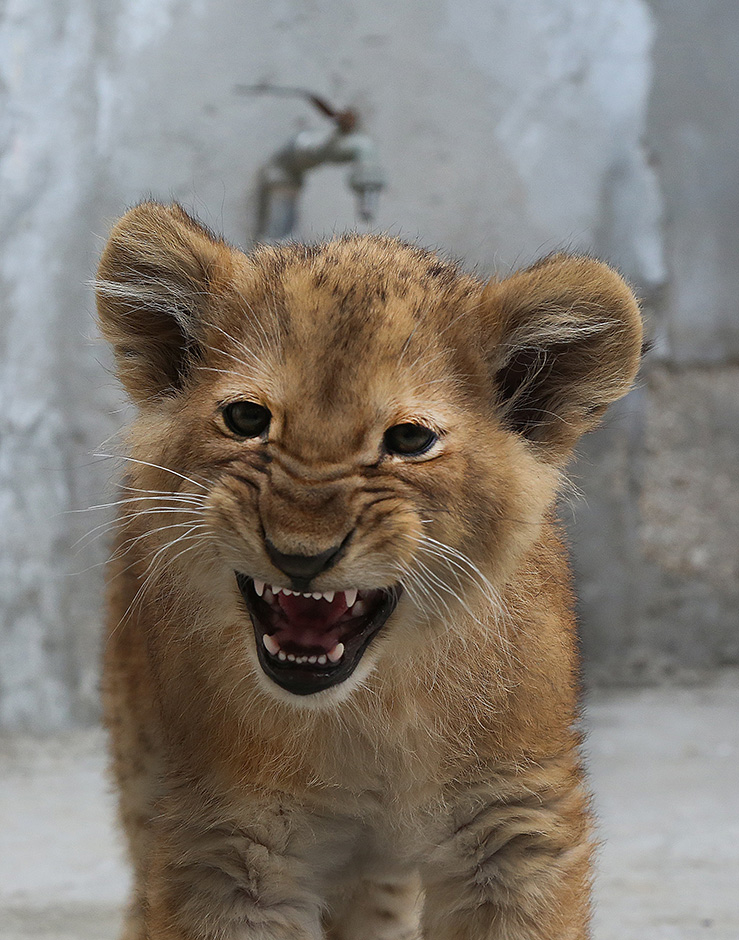 ANADOLIJA/Mahmoud Bassam