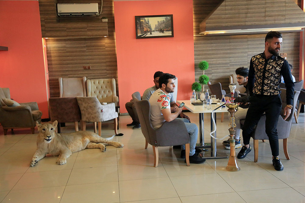 Lav kucni ljubimac Reuters Foto Reuters ARI JALAL (9)