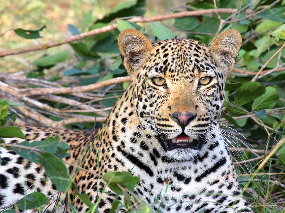 leopard-1036455_960_720