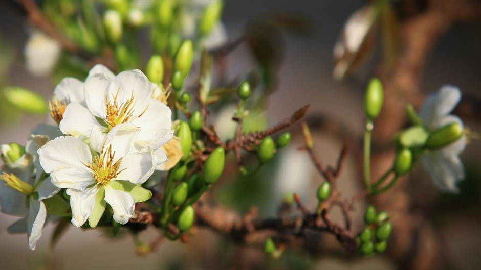 leopard-1946188_1920