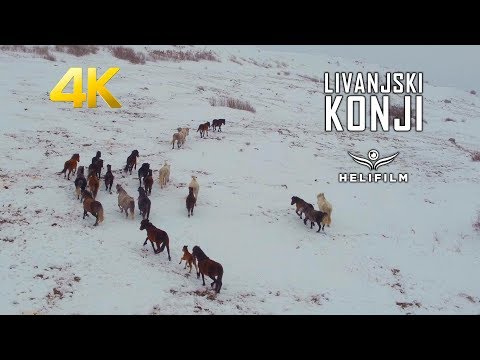 Livanjski "divlji" konji: Prirodni fenomen i atrakcija