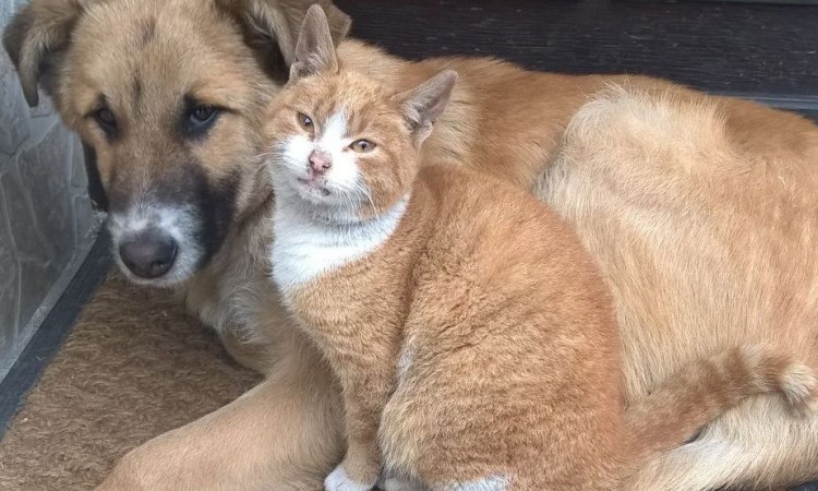 Mačka i pas