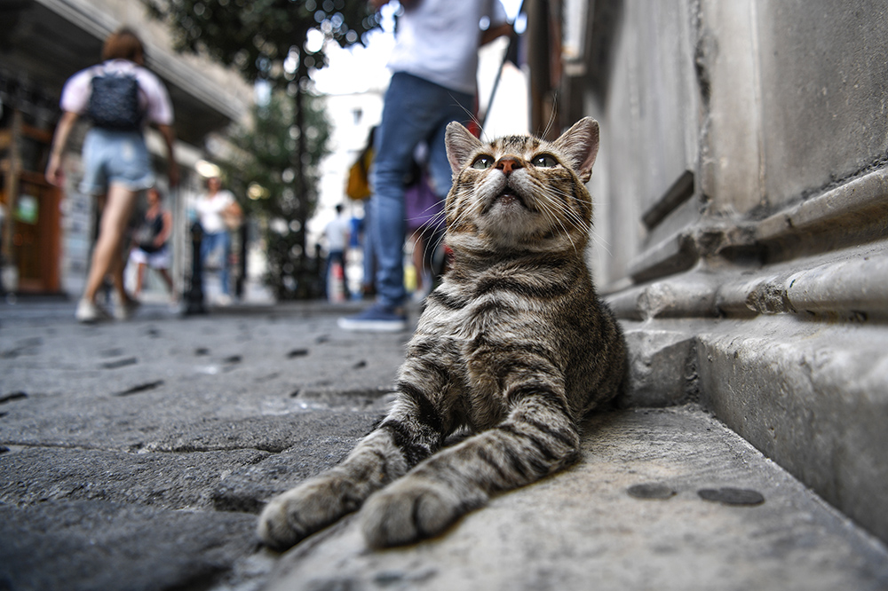 MACKE Foto AFP Ozan Kose (1)