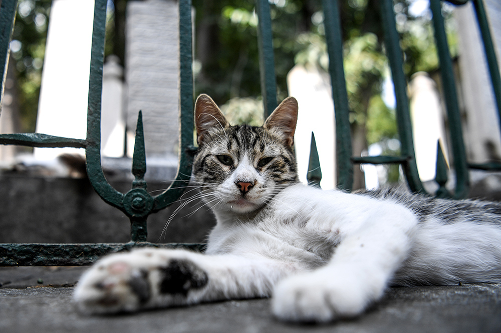 MACKE Foto AFP Ozan Kose (14)