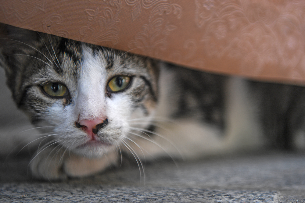 MACKE Foto AFP Ozan Kose (16)