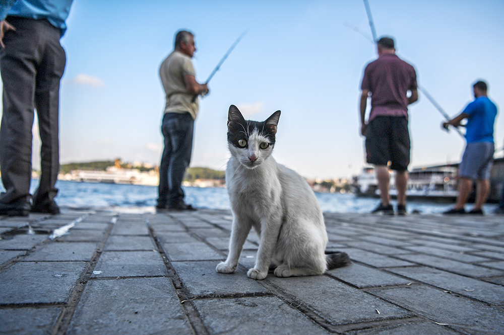 MACKE Foto AFP Ozan Kose (5)