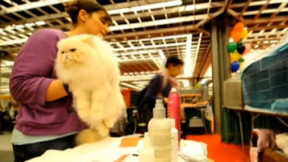 macke world cat