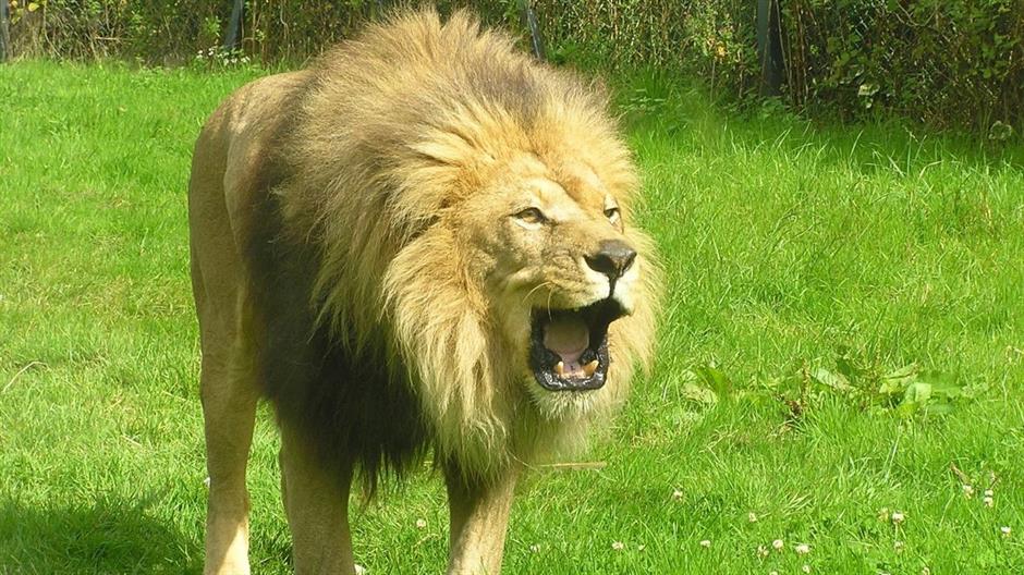 majestic-lion-1390594-1280x960