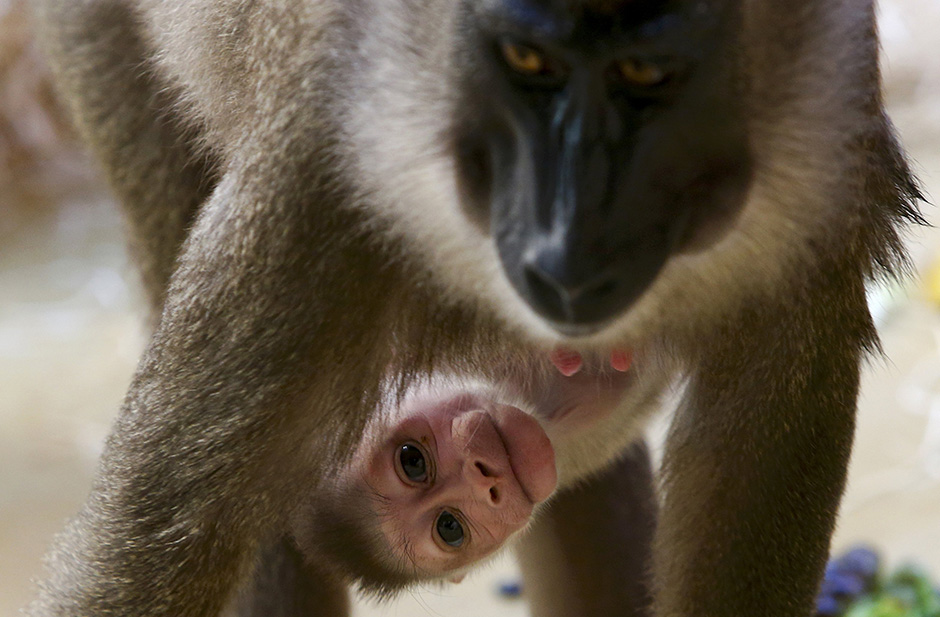 REUTERS/Michaela Rehle